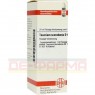 TEUCRIUM SCORODONIA D 6 Dilution 20 ml | ТЕУКРИУМ СКОРОДОНИА раствор 20 мл | DHU